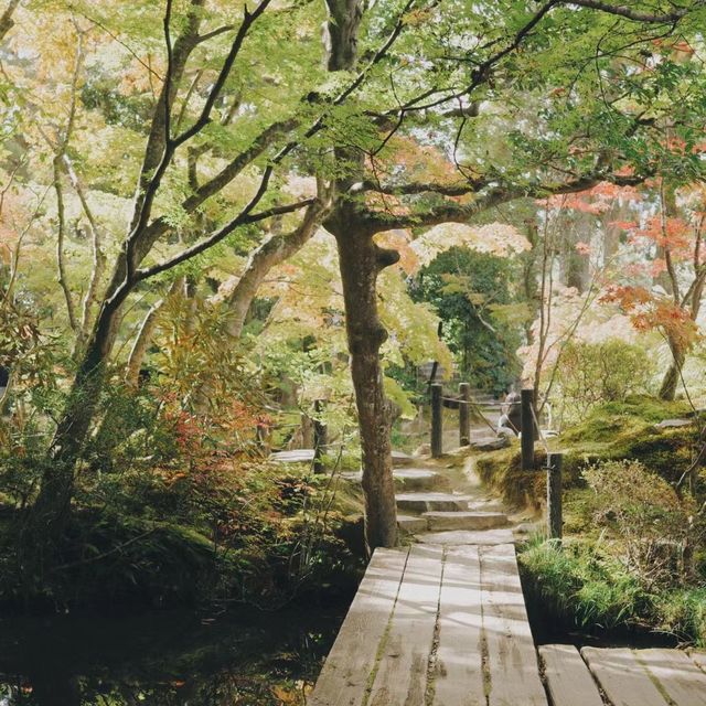 天授庵庭園～靜謐與自然🍵🌸🏯