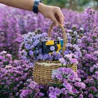 เจอ กู๊เนียร์ ฟอร์เร็ซท สวนดอกไม้ ที่ใหญ่ที่สุดในเชียงใหม่