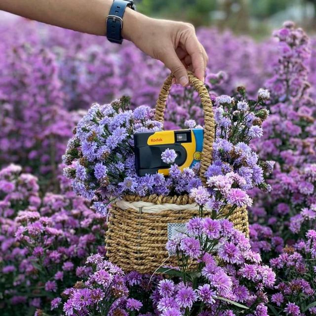 เจอ กู๊เนียร์ ฟอร์เร็ซท สวนดอกไม้ ที่ใหญ่ที่สุดในเชียงใหม่