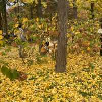Free Park in Seoul during Autumn for 🍁🍂