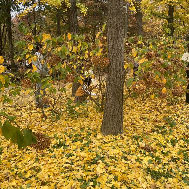 Free Park in Seoul during Autumn for 🍁🍂