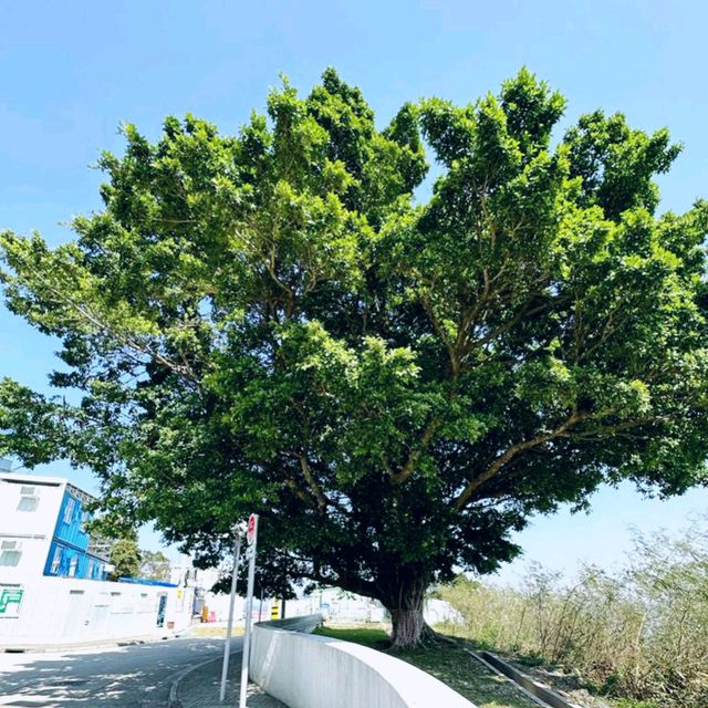 晴空萬里遊車河，在香港科技大學，看西貢美景，免吹風 ...