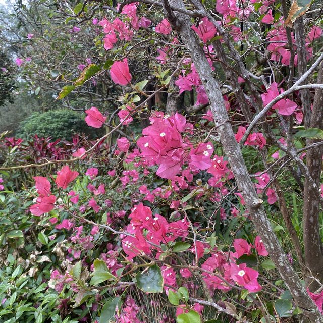 蓮花山公園賞花🌺🪷🌷💐