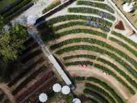 Songkhla Flower Farm ... หาดใหญ่ จ.สงขลา