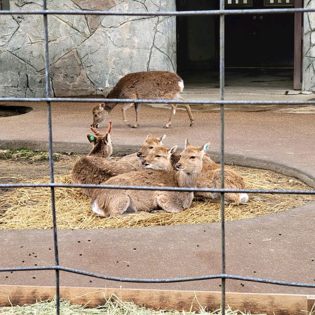 井の頭動物園