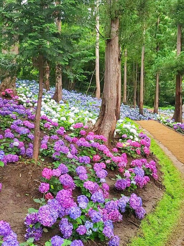 올해도 역대급 수국천국 예정인 보성 숲정원 윤제림🩷
