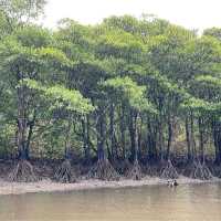 【沖縄県/西表島】仲間川マングローブクルーズ