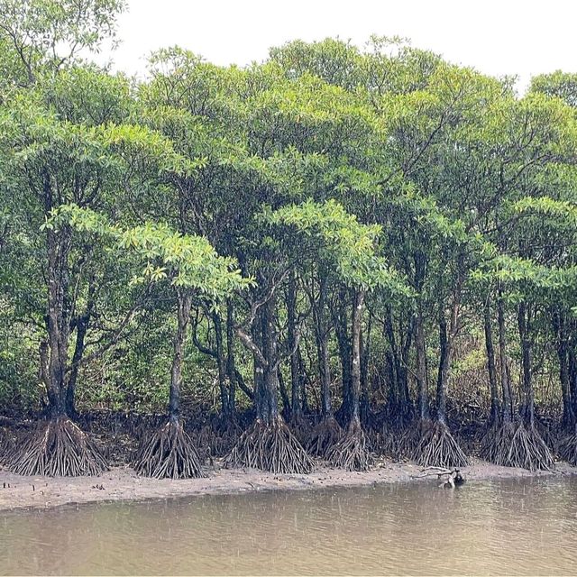 【沖縄県/西表島】仲間川マングローブクルーズ 【沖縄県/西表島】仲間川マングローブクルーズ