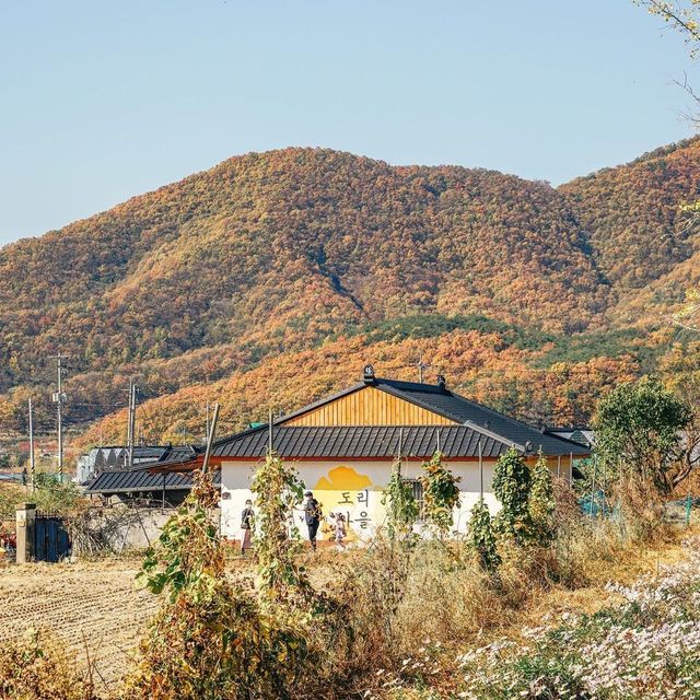 경주 단풍 명소, 도리마을 은행나무숲💛