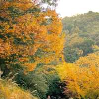 Autumn Festival Daegu Arboretum 