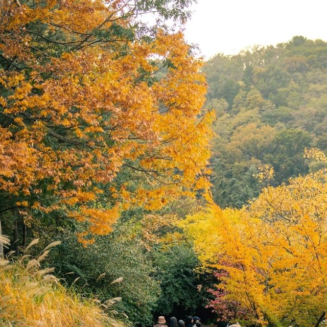Autumn Festival Daegu Arboretum 