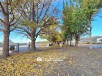 Asan Gingko Tree Road 🍂