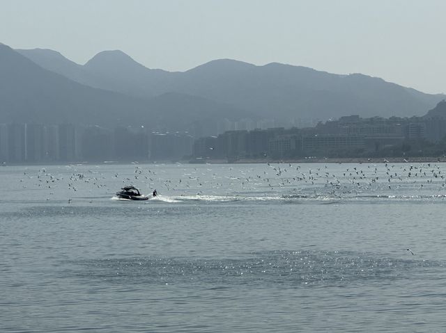本地遊｜大埔海濱公園｜花種超多賞花必去