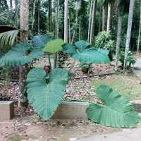 Taman Botanikal Ayer Keroh 