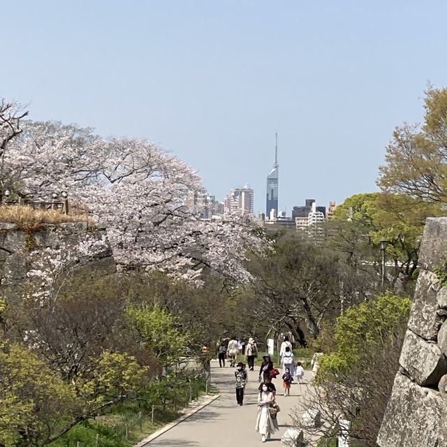 博多　大濠公園　桜が満開