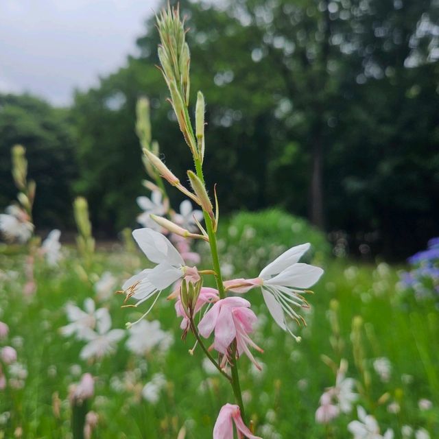 東京都心最大嘅公園：代代木公園隨意遊