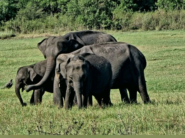 🐘 Sighting in Minneriya National Park 🇱🇰