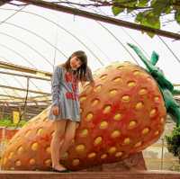 Self Pick Strawberry at Cameron Highland