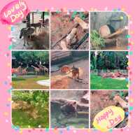 大自然的奇妙冒險！深圳野生動物園🦁🌳
