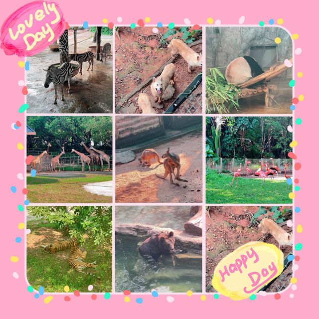 大自然的奇妙冒險！深圳野生動物園🦁🌳