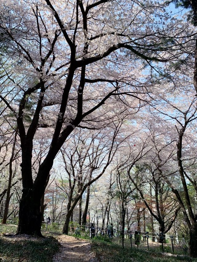 仁川自由公園看櫻花不用人擠人