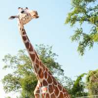Safari Park, Kanchanaburi บ่อพลอย