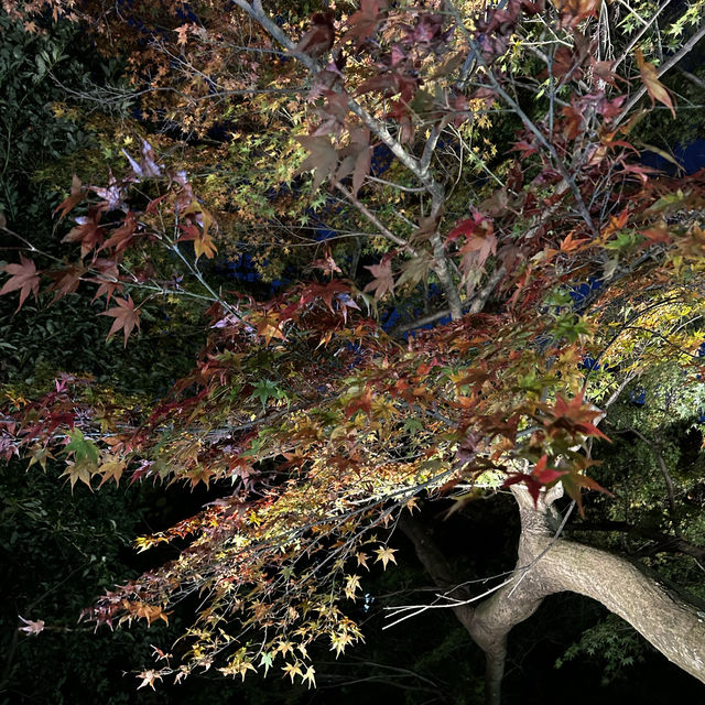 Atami Plum garden and momiji 