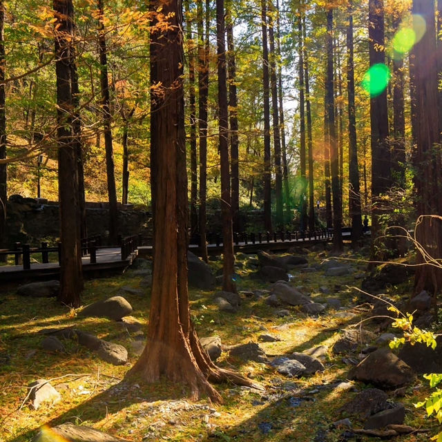 剛泉山郡立公園 ⛰️🌲自然奇觀🚶🌄