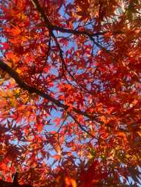 最美的風景，就是跟家人逛的秋葉🍂