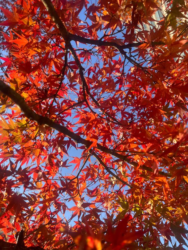 最美的風景，就是跟家人逛的秋葉🍂