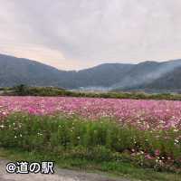 綺麗な景色とおいしいものツアー