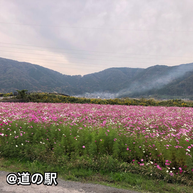 綺麗な景色とおいしいものツアー