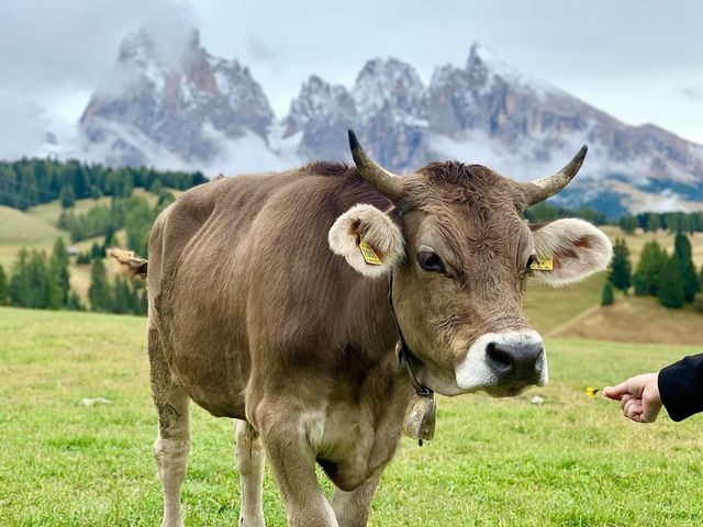 Largest higher altitude Alpine Meadow 