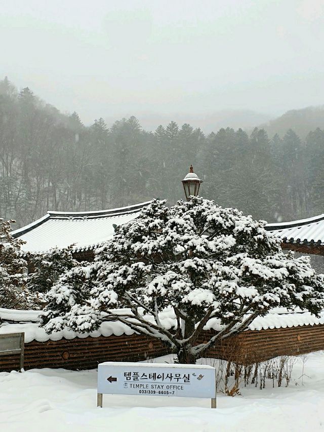 하얀 새벽이 그리운 날엔, 평창 월정사로 가자.