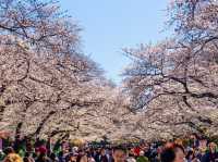 Cherry blossoms and Fall at Ueno Park