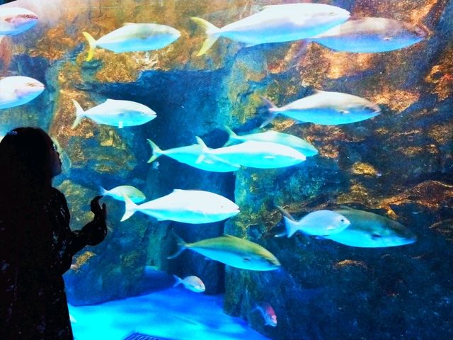 Notojima aquarium 