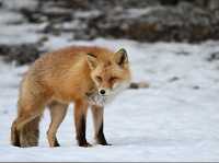 Kitakitsune Farm (Fox Farm)