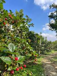 🍊 JINJU the orange farm - สวนส้มจินจู 🍊🧺🌳   🌳