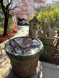 【子安稲荷神社/東京都】満開時は社殿が隠れるほどの河津桜