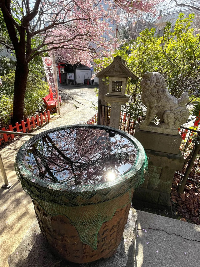 【子安稲荷神社/東京都】満開時は社殿が隠れるほどの河津桜