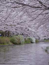 【京都×桜】江戸の文化で感じる桜の絶景🌸※撮影ポイント付き