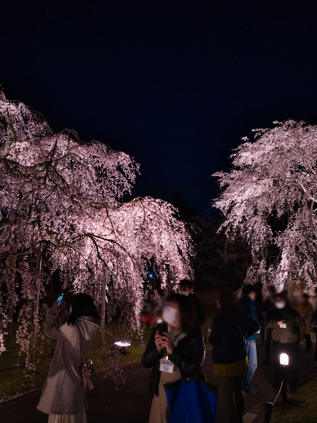 【京都×桜】2日限定開催の夜桜絶景✨樹齢180年のしだれ桜は圧巻🤩※チケット購入の注意点付き