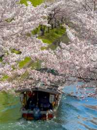 江戸時代の春の京都へタイムスリップ、伏見十石舟の桜
