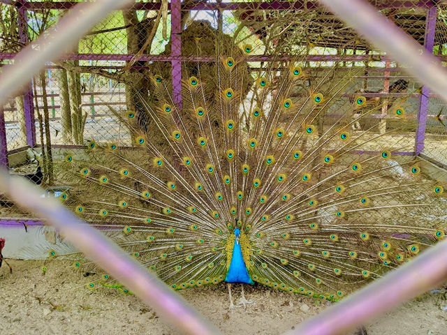 Hua Hin Zoo 