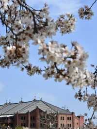 【横浜赤レンガ倉庫】お花見ピクニック💐🍴地元民に愛されるテイクアウト店もご紹介🥤