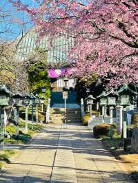 【密蔵院/埼玉県】満開の桜を早めに見られる「安行桜」