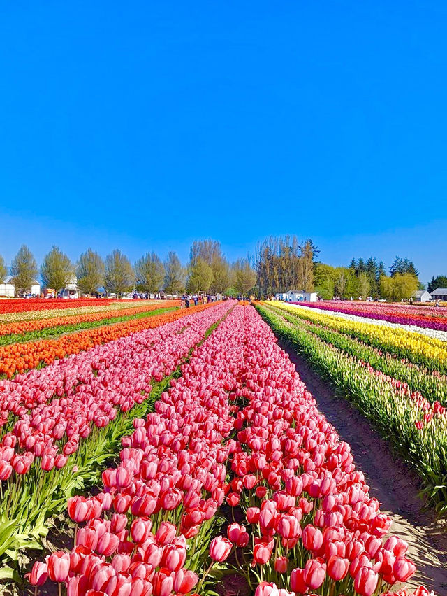 Tulip Town 