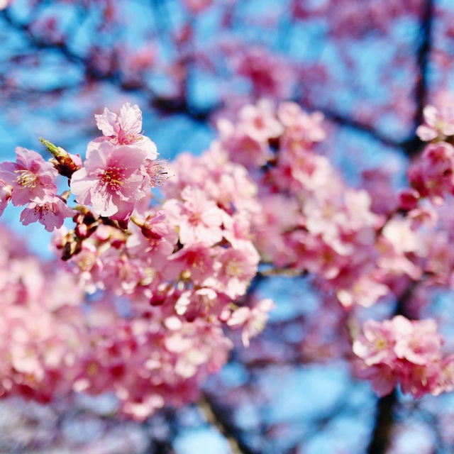 Blooming 🌸 season @ Yoyogi Park, Tokyo 🇯🇵