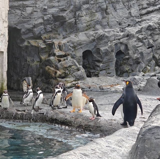 旭川 夏天的旭山動物園