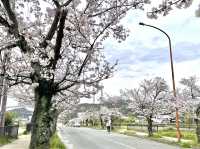ถนนซากุระ หน้าศาลเจ้าอิชิงามิ จ.นารา